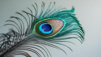 A close up of a peacock feather with a blue eyeA close up of a peacock feather with a blue eye. photo