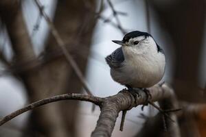 White Breasted Nuthatch resting On Tree Branch photo