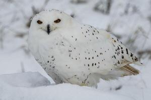 Snowy Owl exploring in a field photo