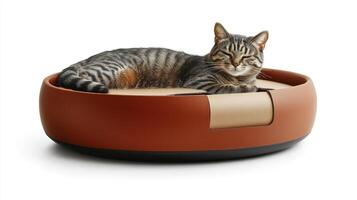 A relaxed cat enjoys resting on a unique pet bed, basking in warm afternoon light photo