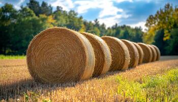 A field of hay is shown with a blue sky in the background. The hay is arranged in a row, with each roll being slightly larger than the one before it. Concept of abundance and growth photo