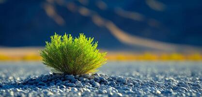 A small green plant is growing in the middle of a rocky desert. The plant is surrounded by rocks and he is the only living thing in the area. Concept of loneliness and isolation photo