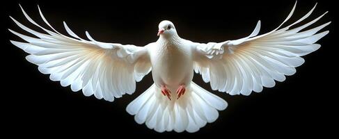 A white dove is flying in the air. The bird is the color white and has a black beak photo