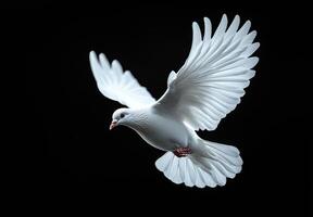 A white dove is flying in the sky. The image has a serene and peaceful mood, as the bird is soaring high above the ground photo