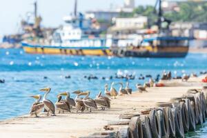 Pelican resting on the deck of a cruise boat while exploring Walvis Bay's vibrant marine life in Namibia photo