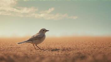 A bird perches on the ground in a field of brown grass photo