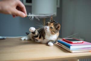 Concentrated cat attempting to catch feather held by owner, playful hunt during game. Pet activity photo