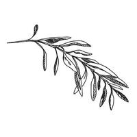 Olive Branch isolated on background. Hand drawn illustration of Greenery in outline style. Black and White line art for cards, logos and food, cosmetic design. vector