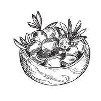 Olives and olive branches in wooden bowl from side view isolated on background. Hand drawn Ink Sketch, Botanical illustration in outline style. Can be used for menu, product package and food design vector