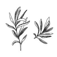 Olive branches Set isolated on a white background. Hand drawn Sketch, Botanical ink illustration in outline style. Can be used for cards, logos and package design vector