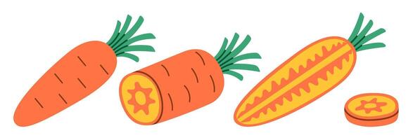 Flat style illustration of carrots showing whole, halved, and cross-section views, ideal for healthy eating, cooking projects, and vegetable-inspired designs. vector
