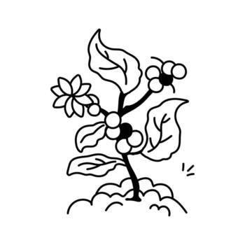 A plant with coffee beans depicting concept icon of coffee plant. vector