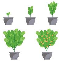 Tree Growth Icon - From Small to Big, Nature Progression Design vector