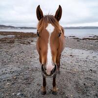 Close up of a brown horse with a white blaze on its face standing on a beach photo
