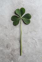 Close up of a three leaf clover on a gray background photo