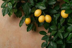 Fresh lemons on a lemon tree branch against a textured background photo