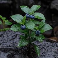Close up of fresh blueberries growing on a bush with water droplets on the leaves photo