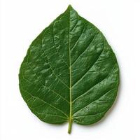 Single green leaf isolated on white background. photo
