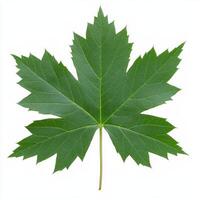 Close up of a vibrant green maple leaf isolated on white background photo