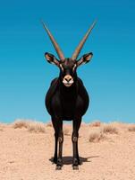 Black sable antelope standing in the desert photo