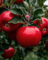 Close up of ripe red apples on a tree branch photo