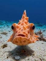 Close up of a curious looking orange fish with dark eyes and spiky fins on the ocean floor photo
