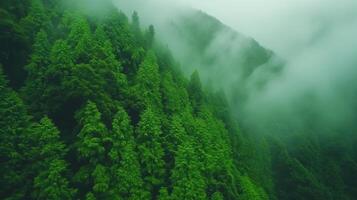 Magic Beauty of Green Forest Nature Trees Covered with Misty Fog in Lush Woodland Landscape Capturing the Enchanting Serenity of Dense Evergreen Foliage and Peaceful Atmosphere in Scenic View photo