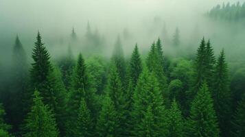 Misty Morning in Mountain Valley with Fog Over Lush Green Forest and Pine Trees Creating Serene Atmosphere and Peaceful Natural Beauty for Landscape Photography and Wall Art Inspiration photo