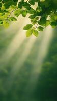 Sun Rays Filtering Through Forest Trees in Lush Greenery, Highlighting Tranquil Natural Beauty and Serene Atmosphere, Perfect for Nature Lovers and Environmental Themes photo