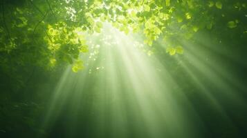 Sunlight Streaming Through Forest Canopy with Lush Green Leaves and Inspirational Tranquil Atmosphere for Nature Photography and Eco-themed Design Projects in Beautiful Daylight Setting photo
