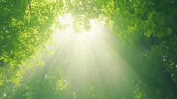 Sunlight Filtering Through Lush Green Forest Canopy from Below, Creating serene Atmosphere and Natural Beauty photo