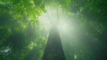 Sunlight Filtering Through Lush Forest Canopy Viewed From Below In Misty Jungle Environment Creating Ethereal Atmosphere With Vibrant Green Foliage And Tall Trees Capturing Natural Serenity photo