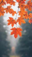 Autumn Leaves in Forest with Misty Atmosphere, Low Angle View Showcasing Vibrant Orange Maple Leaves Against Soft Blurred Background, Perfect for Nature and Seasons Themes in Photography photo