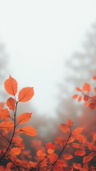Low Angle View of Vibrant Autumn Leaves Against Misty Forest Background Highlighting Seasonal Change in Nature photo