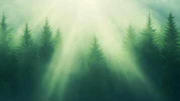 Rays of Sunlight in Spruce Forest with Bright Sunbeams Shining Through Trees Creating Magical Atmosphere and Serenity, Perfect for Nature, Tranquility, and Wilderness Themes in Photography photo