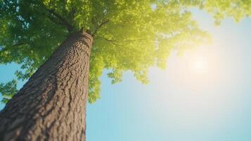 Tree Trunk and Branches from Below with Sunlight Streaming Through Green Leaves in Nature on a Bright Sunny Day photo