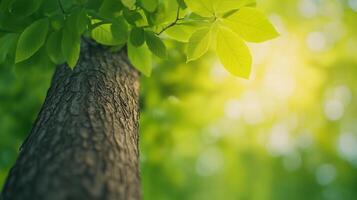 Tree Trunk and Green Leaves with Sunlight from Below in Forest Nature Setting Capturing Tranquil Environment with Vibrant Foliage, Soft Focus Background, and Natural Light Patterns photo