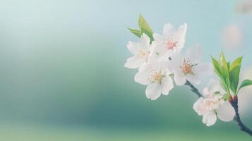 Delicate Sakura Blossoms on Tree Branch Against Soft Spring Background in 4K Capturing Beauty and Serenity of Nature with White Petals and Green Leaves in Pastel Colors photo