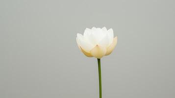Lotus Flower Blossoming on Gray Background in 4K Time Lapse with Alpha Channel for Nature and Zen Concepts photo