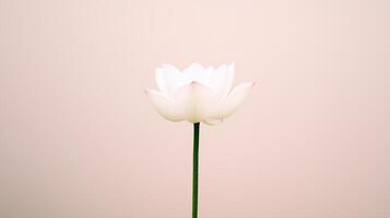 Time Lapse of Lotus Flower Blossoming Against Alpha Channel Background Highlighting Natural Beauty and Growth Process in Minimalist Style with White Petals on Long Stem Ideal for Nature Lovers photo