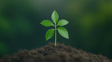 Young Plant Growing in Fresh Soil Symbolizing Environmental Growth and Renewal Against a Blurred Green Background, Perfect for Nature and Ecology-Themed Designs, Earth Day Inspirations. photo
