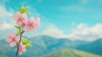 Sakura Tree Blossoms in Spring with Scenic Mountain View Under Clear Blue Sky in 4K photo