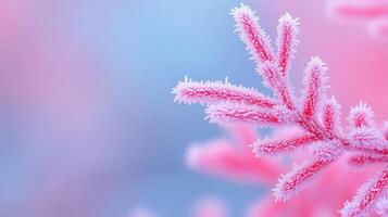 Close Up of Intricate Ice Crystals and Frost Patterns on Vibrant Pink and Blue Background for Winter Season Artistic Design and Nature Abstracts in Stock Photography photo