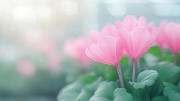 Delicate Cyclamen Persicum in Soft Pink Hues with Gentle Bokeh Background Highlighting Petal Details and Vibrant Green Foliage photo