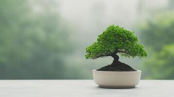 Tranquil Bonsai on Green Screen Backdrop in Serene Garden Hut with Projected Sea View for Zen Meditation and Nature Connection photo