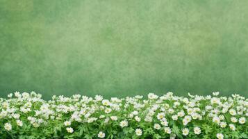 Lush Field of White Chamomile Flowers in Full Bloom Against a Verdant Backdrop with Vibrant Green Background and Copy Space for Nature-Themed Designs and Relaxing Print Applications photo