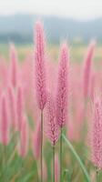 Vibrant Pink Wheat Grasses on a Windy Day in Lush Field Under Soft Overcast Sky, Showcasing the Beauty of Nature and Seasonal Growth in Tranquil Countryside Landscape, Perfect for Calm Visual Appeal photo