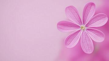 Pink Lilac Flower Closeup in Soft Focus on Light Pink Background, Detailed Petals in Macro Photography, Elegant Botanical Design, Pastel Aesthetic, Suitable for Spring and Summer Themes photo