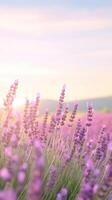 Summer Sunlit Lavender Field Close Up with Lens Flare and Depth of Field in Bright Daylight Capturing Tranquility and Nature Beauty in Bloom During Sunrise Glowing in Soft Pastel Hues photo