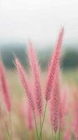 Pink Wheat Plants in Windy Field on Cloudy Day with Soft Focus and Subtle Background for Nature and Agriculture Concepts photo